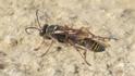 Sceliphron curvatum (Asian Mud-dauber Wasp).jpg